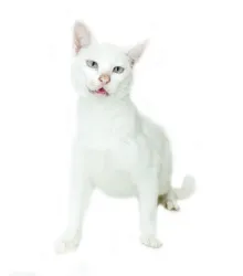 Gato raça SRD idade 1 ano nome LUIZA 