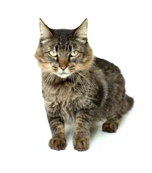 Gato raça SRD idade 2 anos nome LULY 