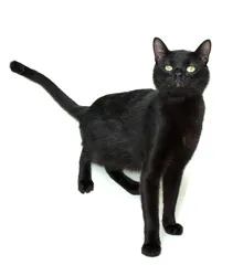 Gato raça SRD idade 1 ano nome PETER