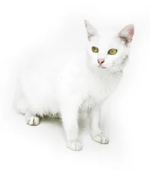 Gato raça SRD idade 1 ano nome TOM 