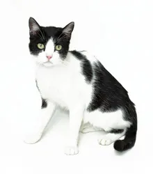 Gato raça SRD idade 2 anos nome TOMMY