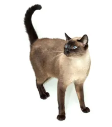 Gato ra a SIAMÊS idade 1 ano nome TYGER