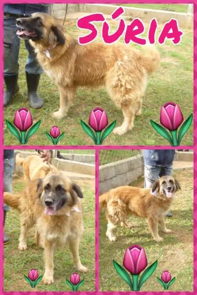 Cachorro ra a SRD idade 3 anos nome SÚRIA