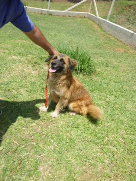 Cachorro ra a SRD idade 3 anos nome SÚRIA