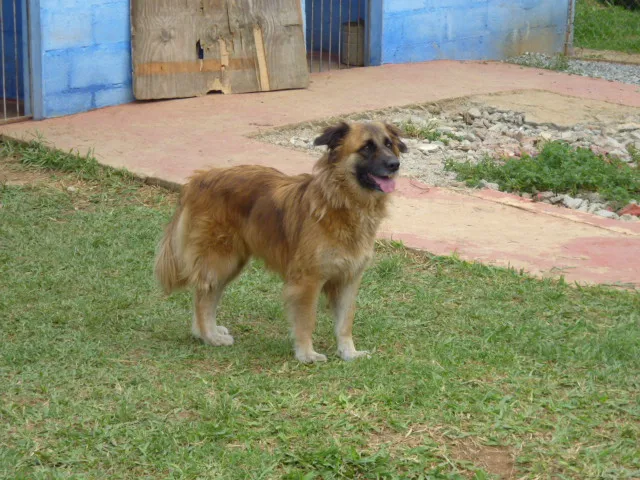 Cachorro ra a SRD idade 3 anos nome SÚRIA