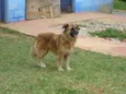 SÚRIA