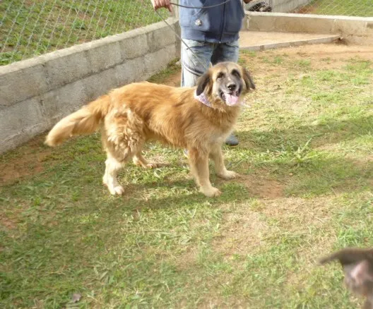 Cachorro ra a SRD idade 3 anos nome SÚRIA
