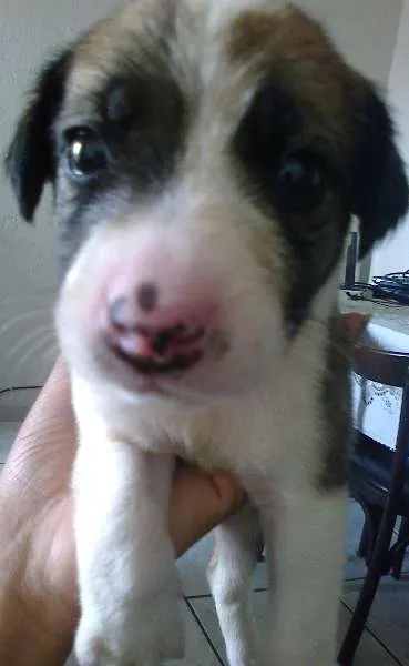 Cachorro ra a Misturada idade 2 a 6 meses nome Luck