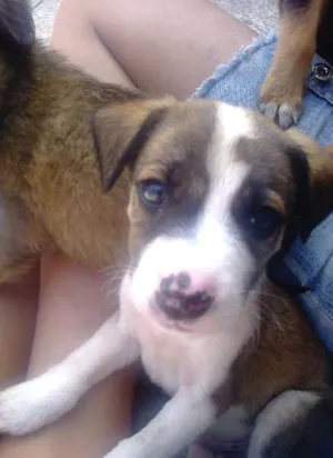 Cachorro raça Misturada idade 2 a 6 meses nome Luck