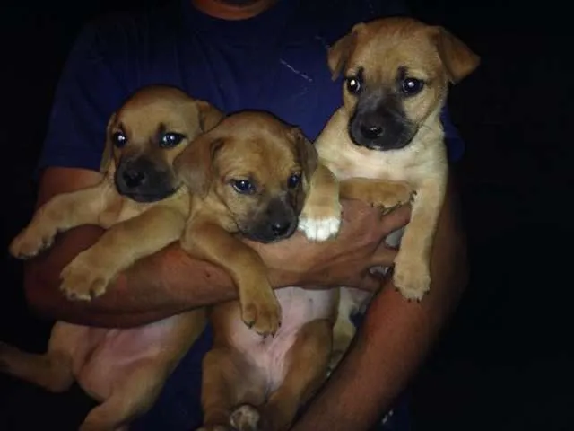 Cachorro ra a SRD idade Abaixo de 2 meses nome Filhotes