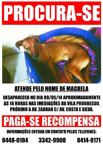 Cachorro ra a SRD idade  nome Magrela GRATIFICA