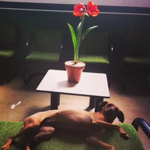 Cachorro ra a SRD idade  nome Magrela GRATIFICA