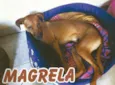 Magrela GRATIFICA