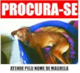 Magrela GRATIFICA