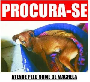 Cachorro raça SRD idade  nome Magrela GRATIFICA
