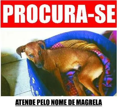 Cachorro ra a SRD idade  nome Magrela GRATIFICA