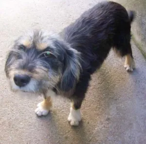 Cachorro raça SRD idade 6 ou mais anos nome KIKA