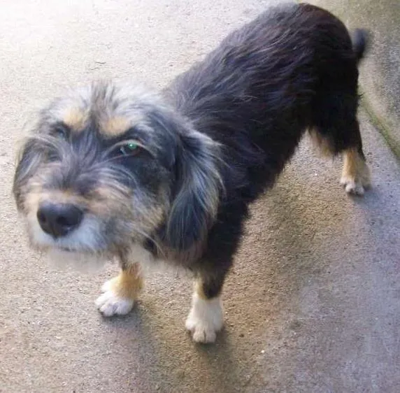 Cachorro ra a SRD idade 6 ou mais anos nome KIKA