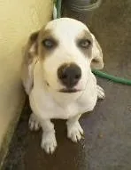 Cachorro raça SRD idade 1 ano nome BETHOWEN