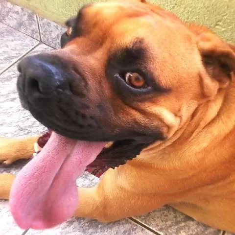 Cachorro ra a Boxer idade 2 anos nome Trator