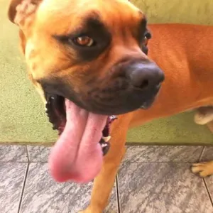 Cachorro raça Boxer idade 2 anos nome Trator