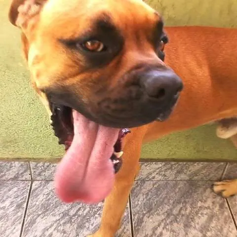 Cachorro ra a Boxer idade 2 anos nome Trator