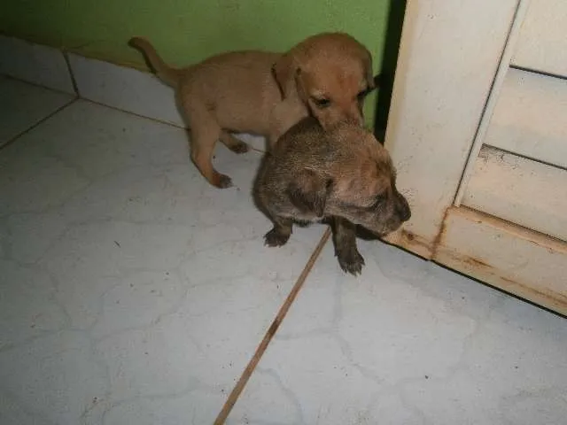 Cachorro ra a vira lata idade Abaixo de 2 meses nome sem nome