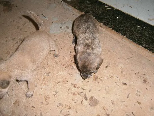 Cachorro ra a vira lata idade Abaixo de 2 meses nome sem nome