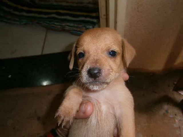 Cachorro ra a vira lata idade Abaixo de 2 meses nome sem nome