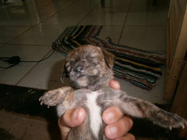 Cachorro ra a vira lata idade Abaixo de 2 meses nome sem nome