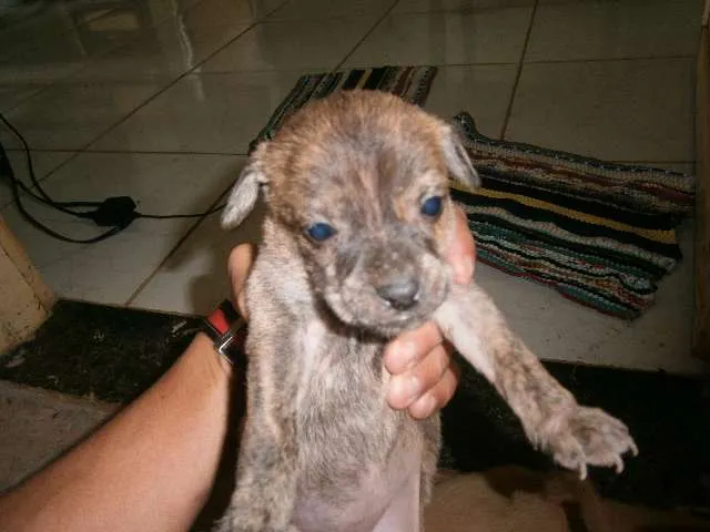 Cachorro ra a vira lata idade Abaixo de 2 meses nome sem nome