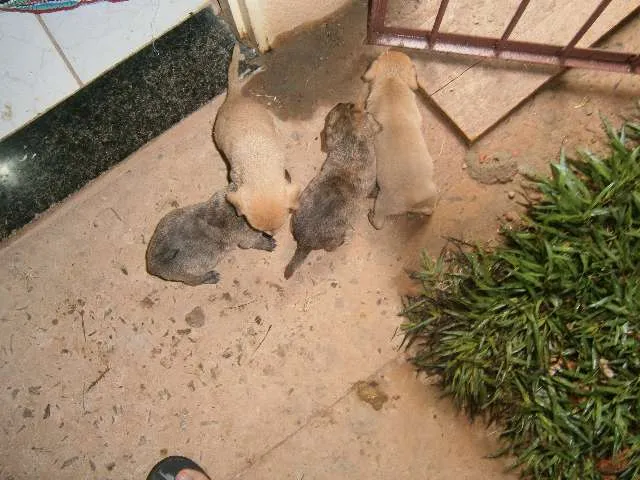 Cachorro ra a vira lata idade Abaixo de 2 meses nome sem nome