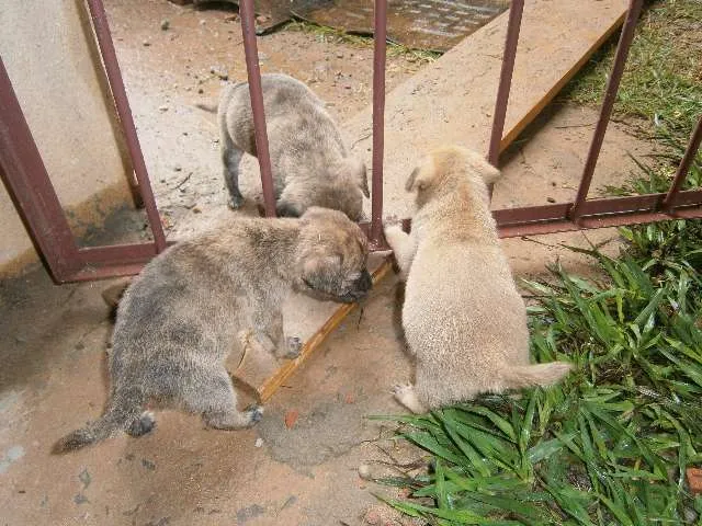 Cachorro ra a vira lata idade Abaixo de 2 meses nome sem nome