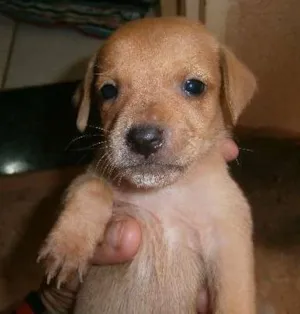 Cachorro raça vira lata idade Abaixo de 2 meses nome sem nome