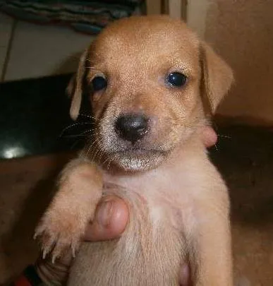 Cachorro ra a vira lata idade Abaixo de 2 meses nome sem nome