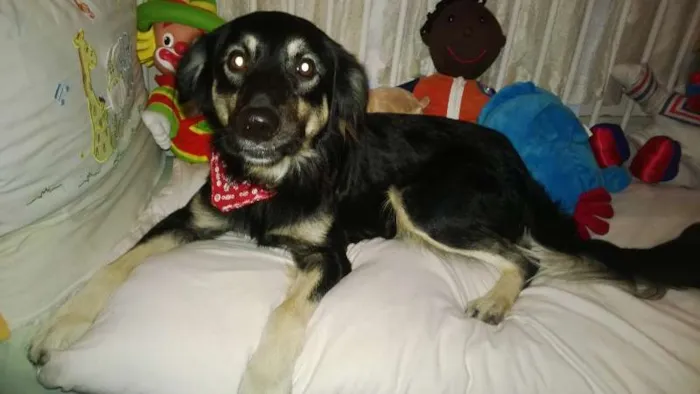 Cachorro ra a SRD idade 1 ano nome katinga