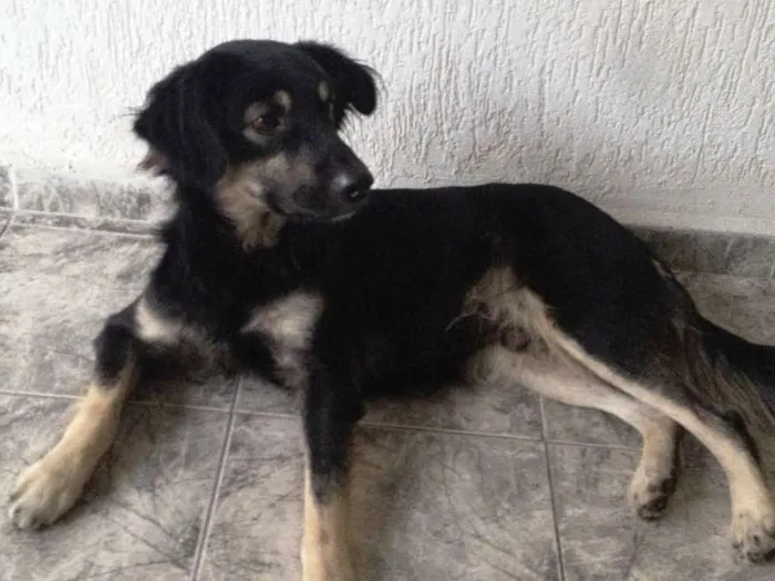 Cachorro ra a SRD idade 1 ano nome katinga