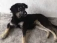 katinga