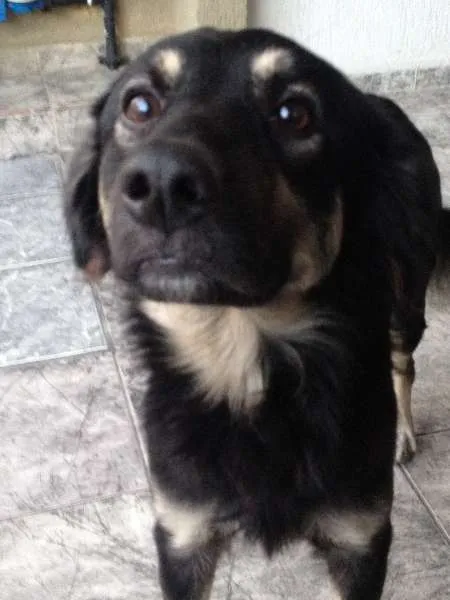 Cachorro ra a SRD idade 1 ano nome katinga