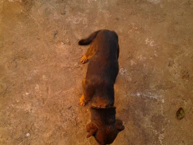 Cachorro ra a  idade  nome brad,teddy,paçoca,g