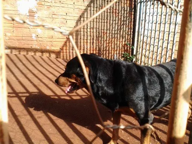 Cachorro ra a  idade  nome brad,teddy,paçoca,g