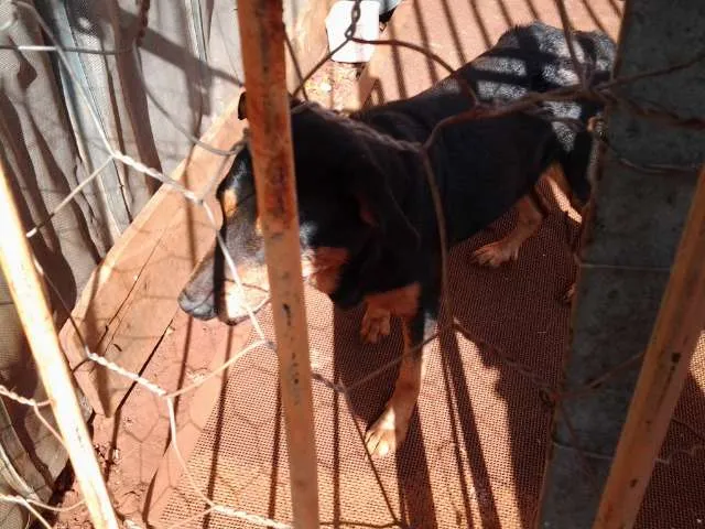 Cachorro ra a  idade  nome brad,teddy,paçoca,g
