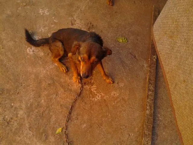Cachorro ra a  idade  nome brad,teddy,paçoca,g