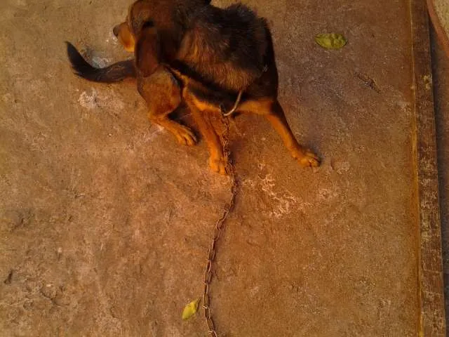 Cachorro ra a  idade  nome brad,teddy,paçoca,g