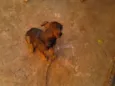brad,teddy,paçoca,g