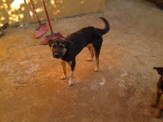 Cachorro ra a  idade  nome brad,teddy,paçoca,g