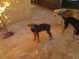 brad,teddy,paçoca,g