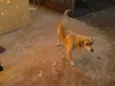 brad,teddy,paçoca,g