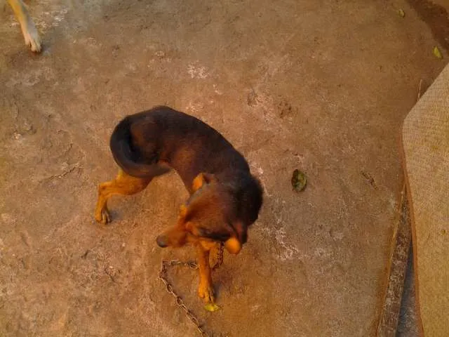 Cachorro ra a  idade  nome brad,teddy,paçoca,g