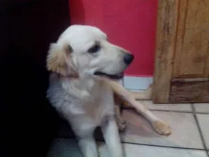 Cachorro raça Labrador idade 7 a 11 meses nome Leon